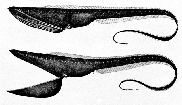 Anguille pélican et sa bouche démesurée