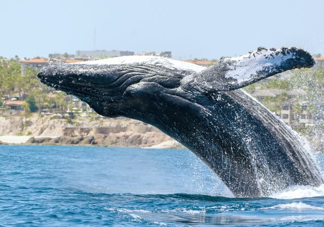 Baleine à bosse bondissant hors de l'eau, Cabo San Lucas