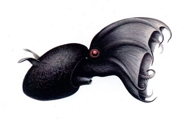 Illustration scientifique du calmar vampire