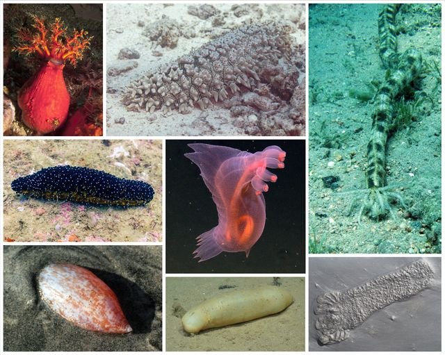Planche illustrant plusieurs espèces de concombres de mer