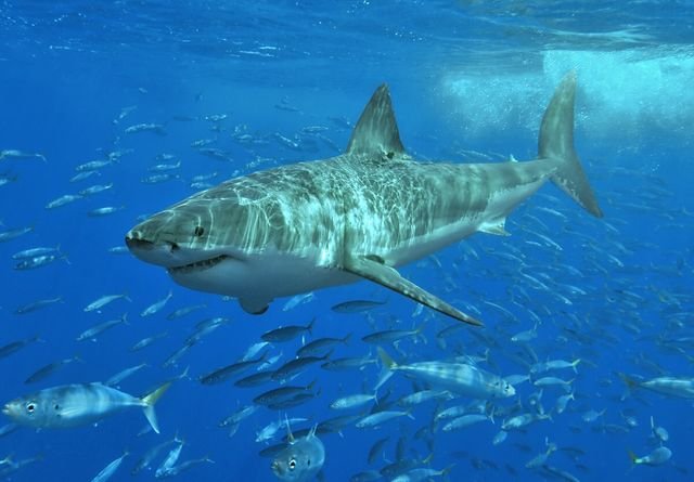 Grand requin blanc en pleine nage