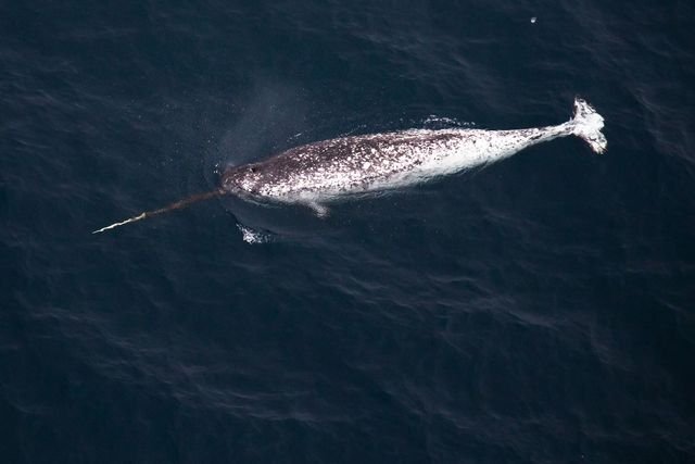 Narval dans l'Arctique russe