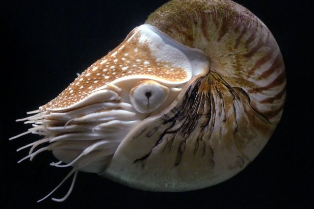 Nautile et sa coquille cloisonnée