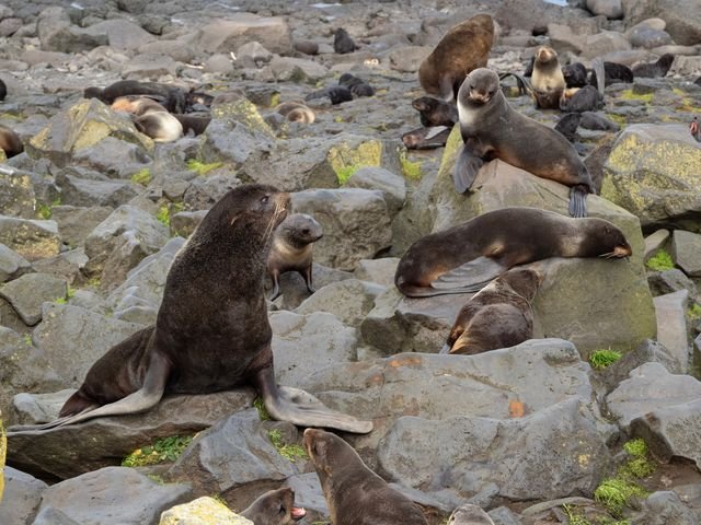 Otarie à fourrure du nord sur les îles Pribilof