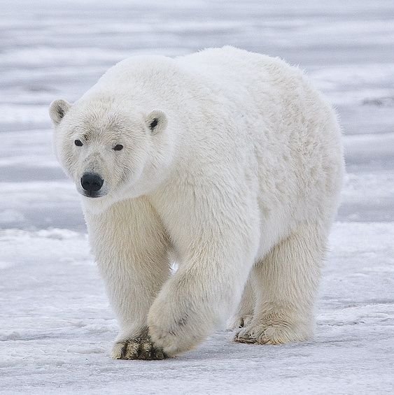 Ours polaire sur la banquise en Alaska