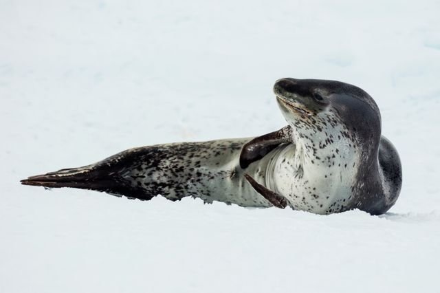 Phoque léopard près de la banquise antarctique