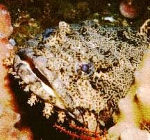 Poisson-crapaud camouflé près du fond
