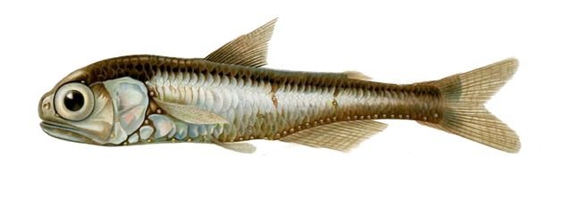 Poisson-lanterne, spécimen conservé