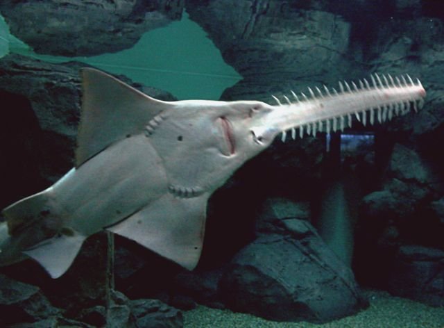 Poisson-scie montrant son rostre denté