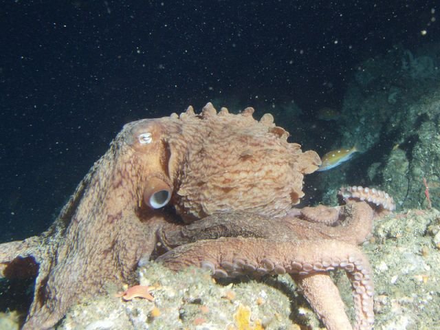 Poulpe géant du Pacifique