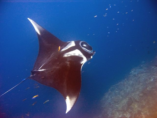 Raie manta géante en pleine nage, Thaïlande