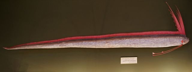 Spécimen de régalec conservé, musée d'histoire naturelle de Vienne