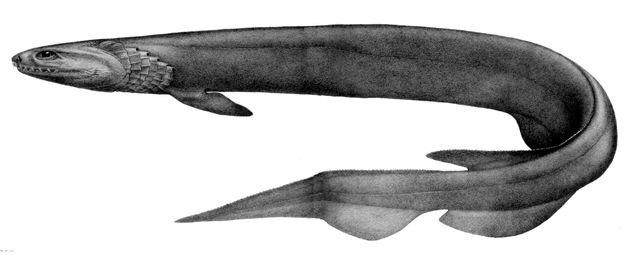 Requin à collerette, silhouette serpentiforme caractéristique