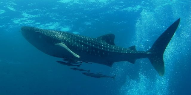 Requin-baleine et plongeurs, mer d'Andaman