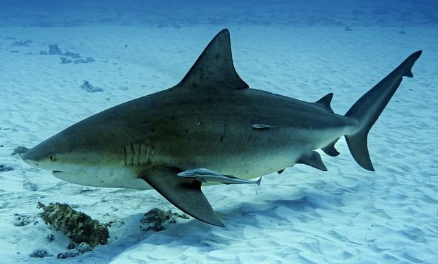Requin bouledogue en eaux côtières