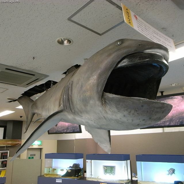 Requin grande gueule montrant sa bouche immense