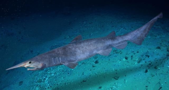 Requin-lutin et son museau caractéristique