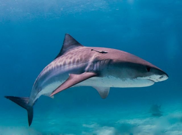 Requin-tigre et ses rayures caractéristiques