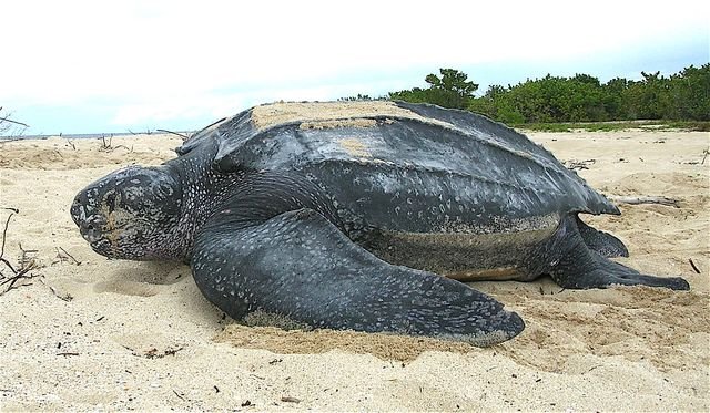 Tortue luth sur une plage des Îles Vierges